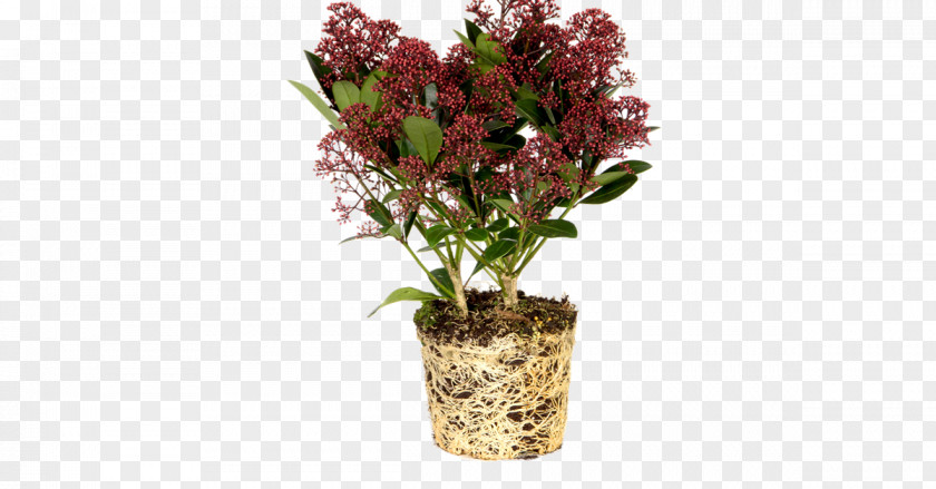 Balcony Flowers France Skimmia Japonica Plants Buxus Sempervirens Flowerpot Shrub PNG