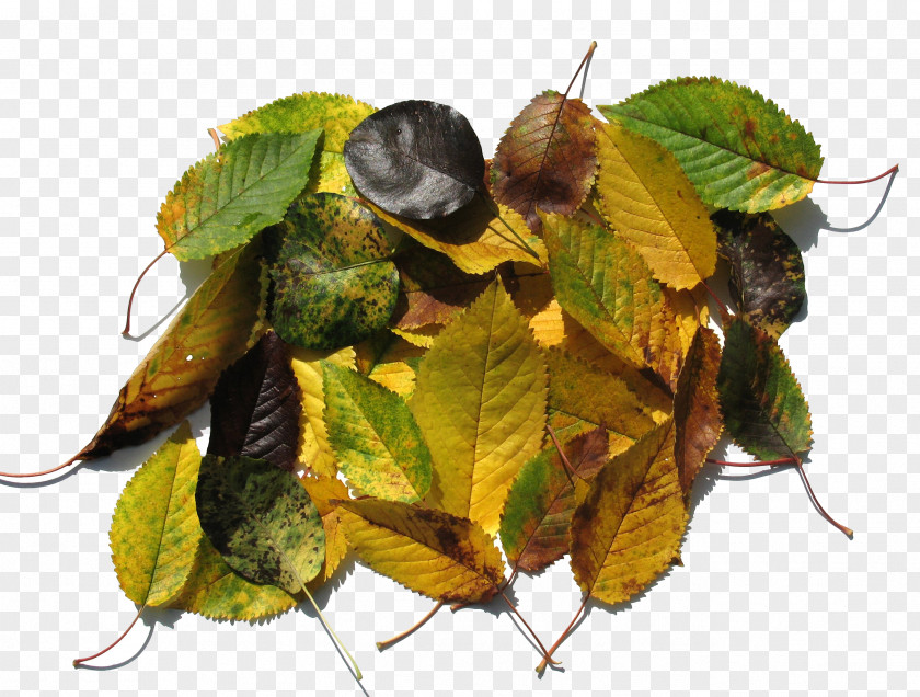 Black Pile Of Yellow Autumn Leaves Wither Maple Leaf Icon PNG