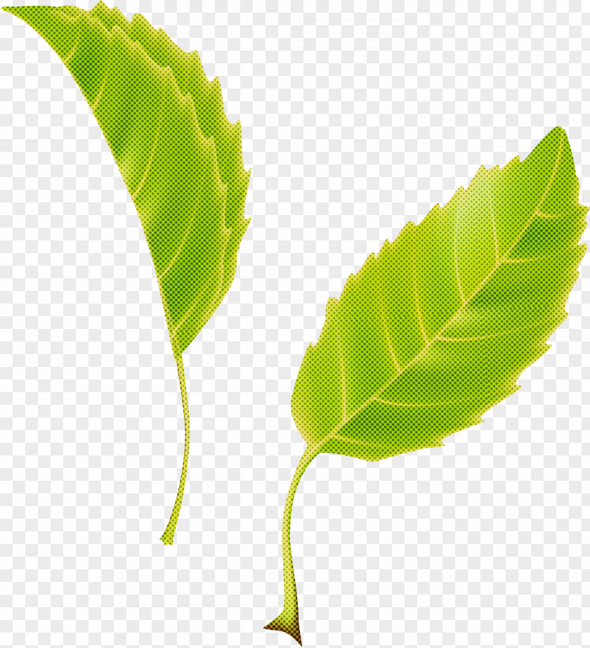 Leaf PNG