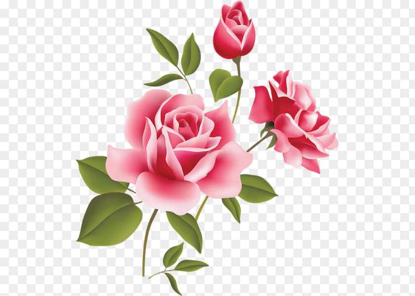Rose Flower Cliparts Pink Free Content Clip Art PNG