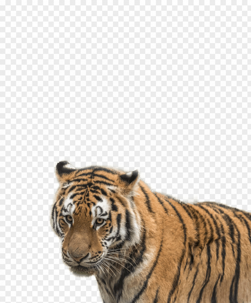 Tiger Cat Whiskers Terrestrial Animal Snout PNG