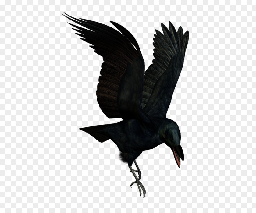 Bird American Crow New Caledonian Rook Flight PNG