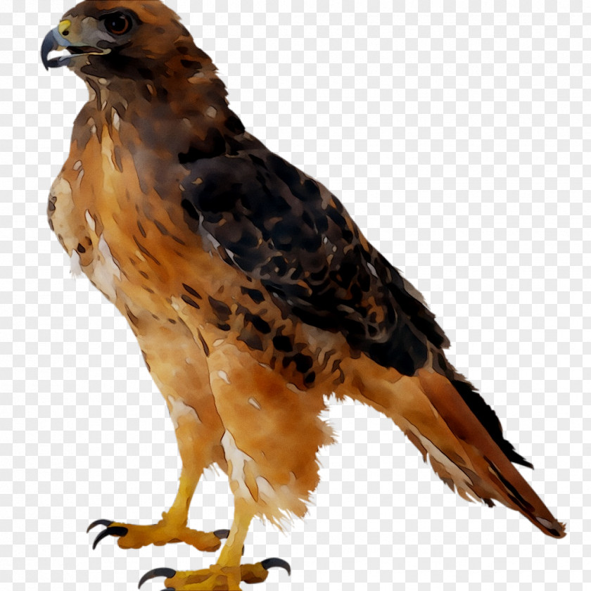 Clip Art Bald Eagle Image PNG