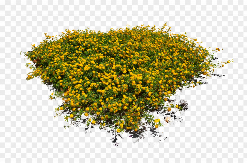 Flower Garden Shrub PNG