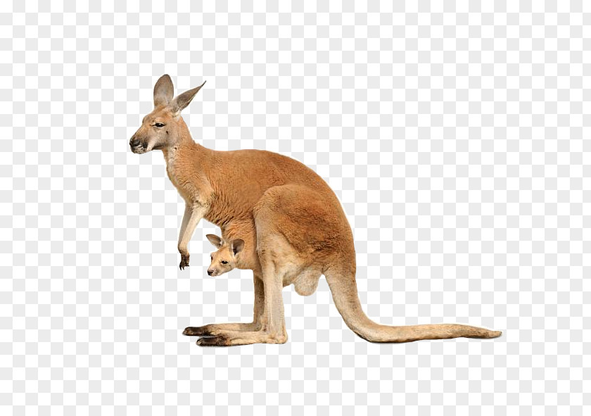 Kangaroo Red Macropods Royalty-free Stock Photography PNG