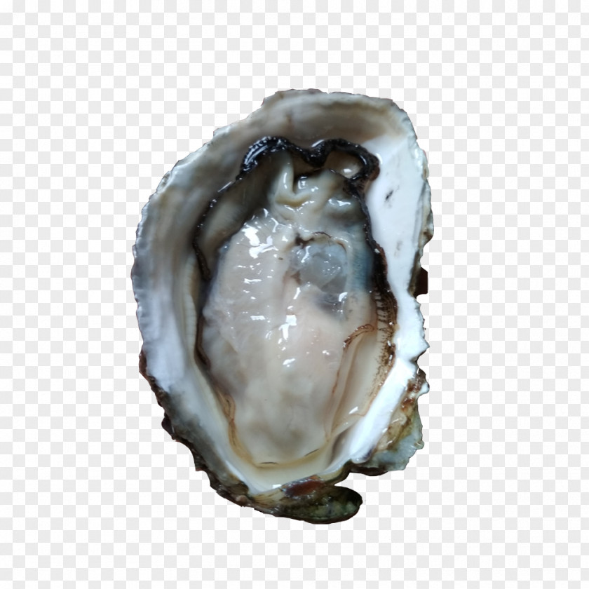 Oyster Shell Oysters Seafood Mollusc Euclidean Vector PNG