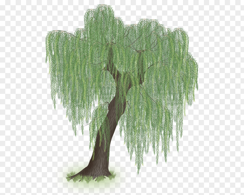 Willow Larch Weeping Tree Clip Art PNG