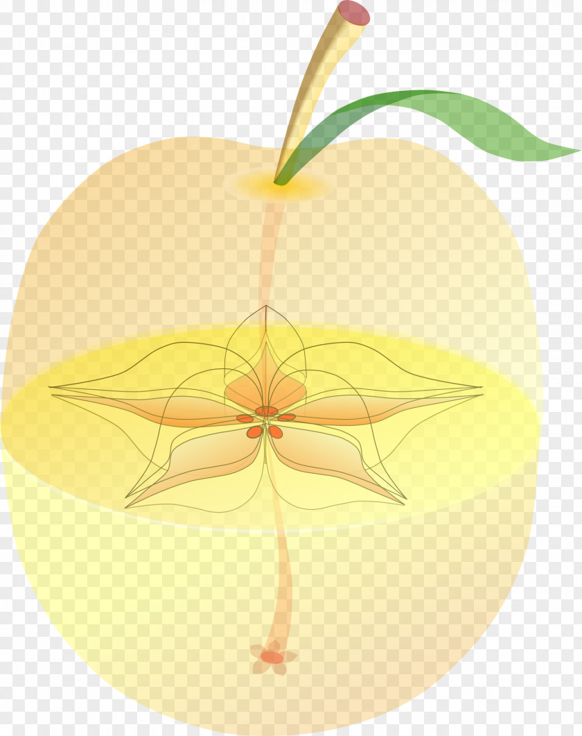 Anatomy Apple Clip Art PNG