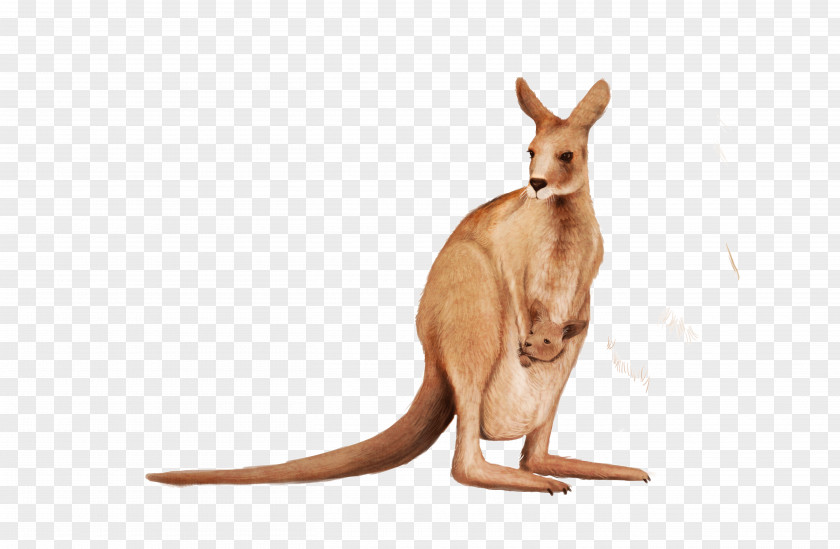 Cute Kangaroo Wallaby Animal PNG