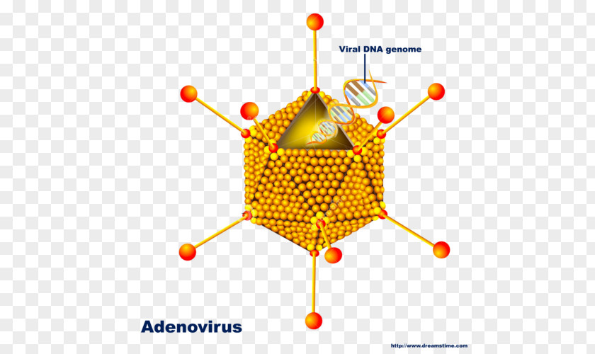 Double Helix Adenoviruses Image Pharyngitis Adeno-associated Virus PNG
