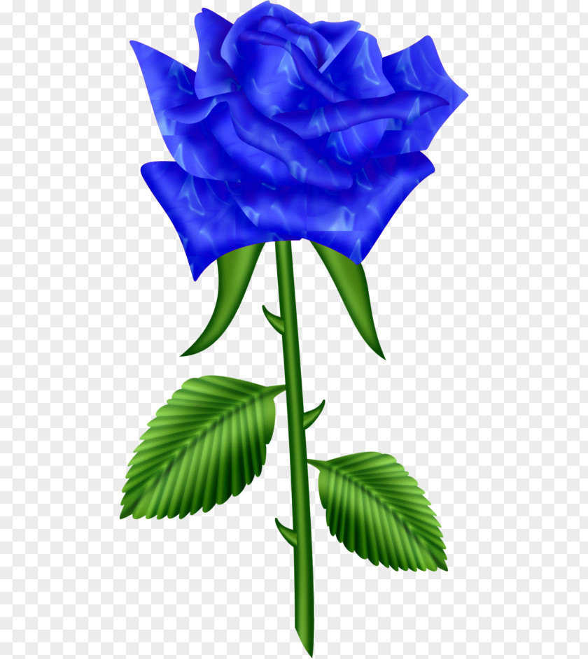 Flower Blue Rose Garden Roses Cabbage Clip Art PNG