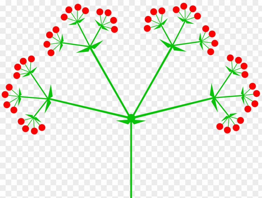 Flower Inflorescence Umbel Raceme Pseudanthium PNG