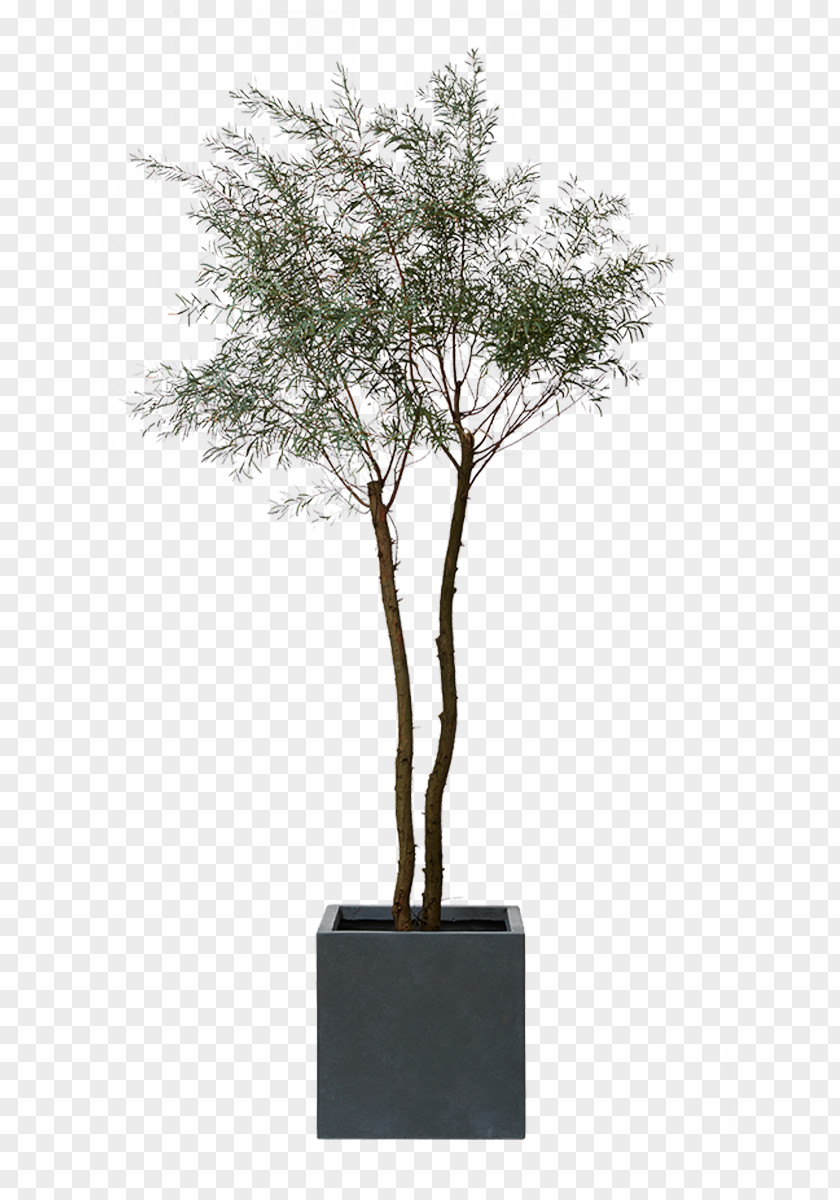 Green Love Dracaena Myrtle Family Acacia Decurrens Legumes Hardiness PNG