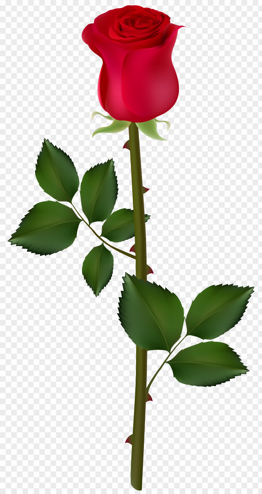 Red Rose Image Graphics Clip Art PNG