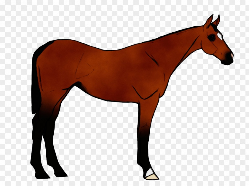 Stallion Mustang Horse Sorrel Animal Figure Mane Mare PNG
