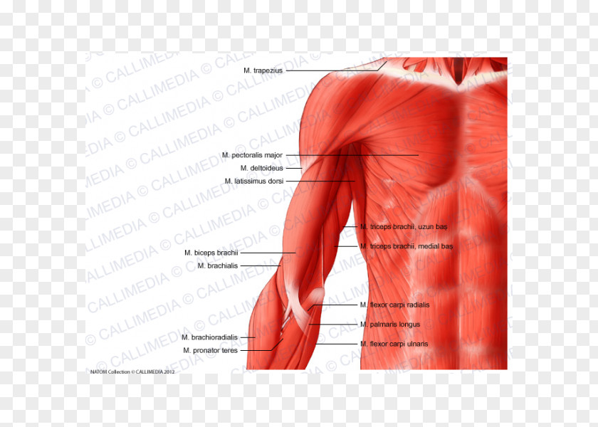 Arm Shoulder Muscle Anatomy Human Body PNG