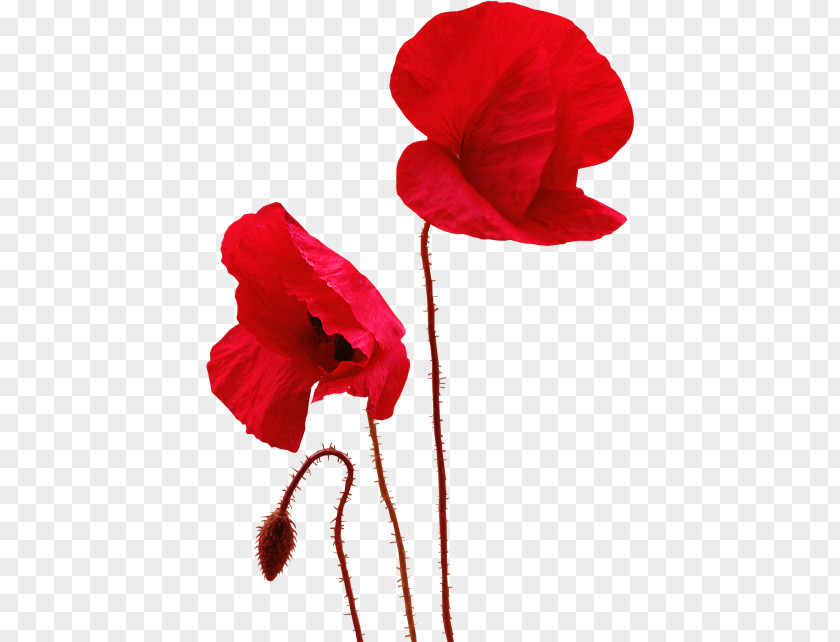 Common Poppy Painting Clip Art PNG