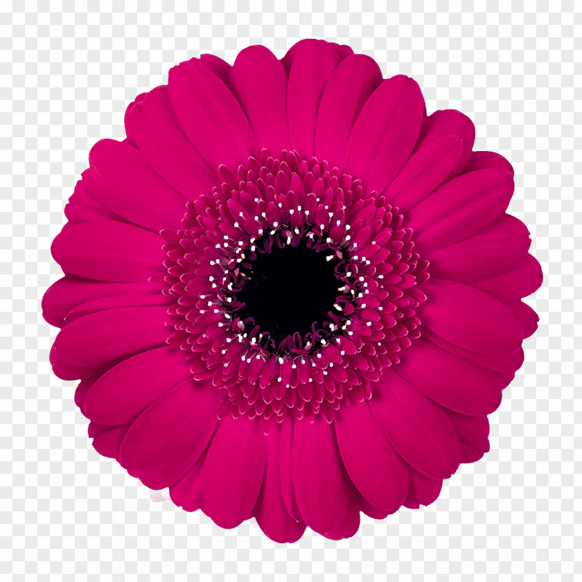 Flower Transvaal Daisy Stock Photography Color PNG