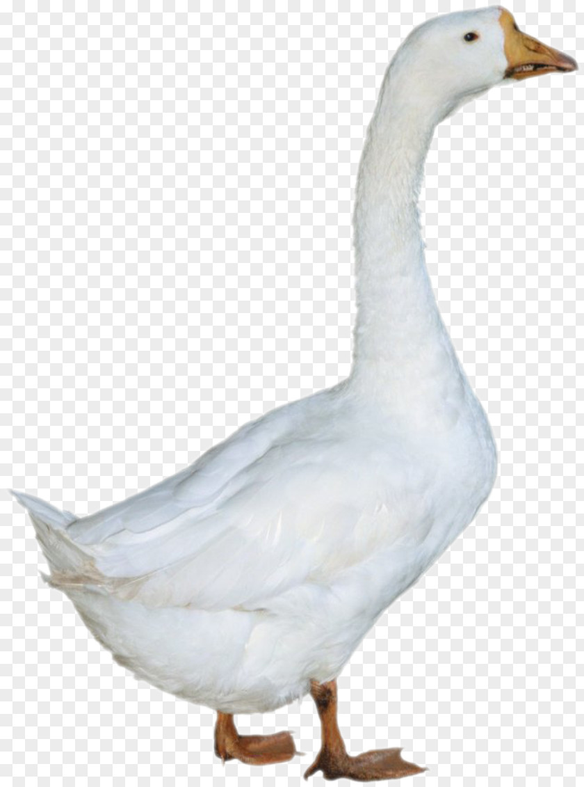 Goose Duck American Pekin PNG