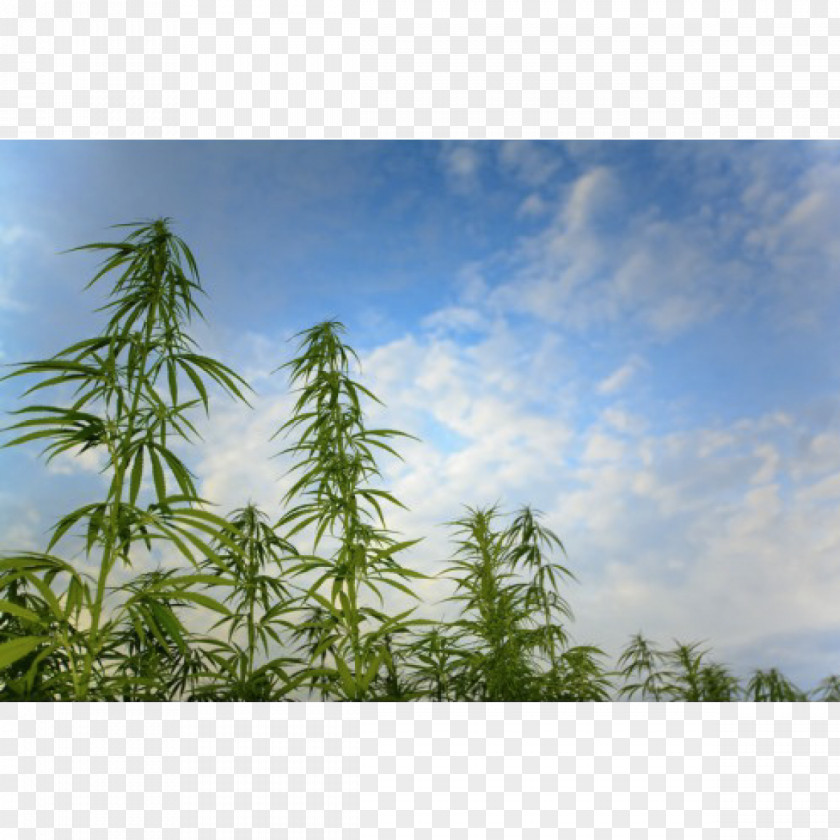 Hemp Cannabis Cultivation Cannabidiol Medical PNG
