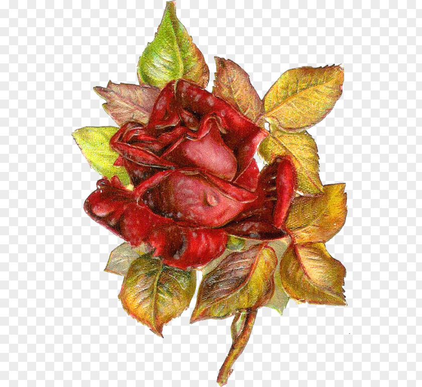 Leaf Petal Flowering Plant Fruit PNG