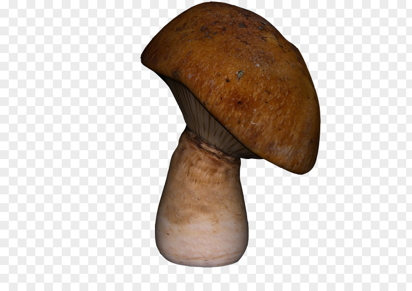 Mushroom Pictures Pleurotus Eryngii Icon PNG
