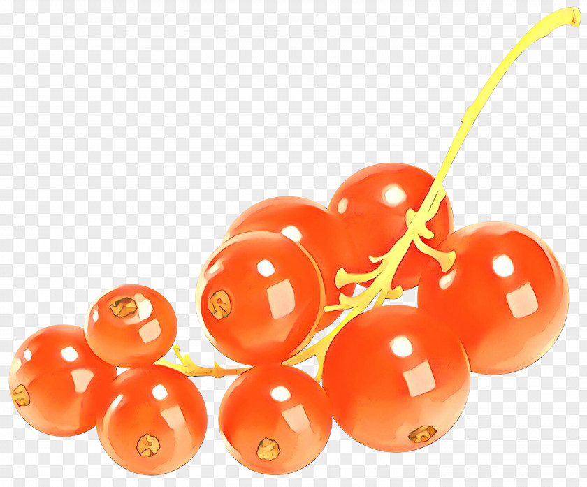 Plant Orange Sea Cartoon PNG