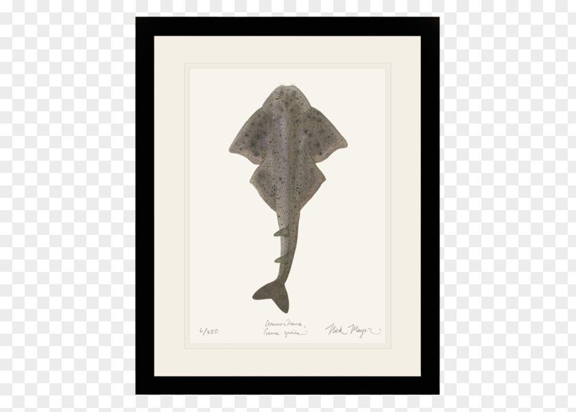 Shark Angelshark Nick Mayer Art, LLC Fish Atlantic Ocean PNG