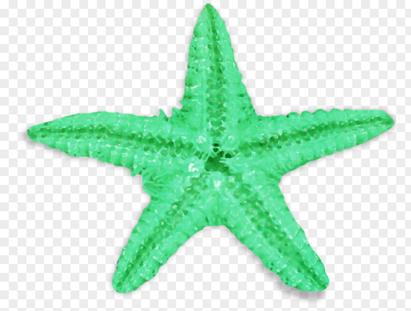 Starfish Common Green Sea Urchin PNG