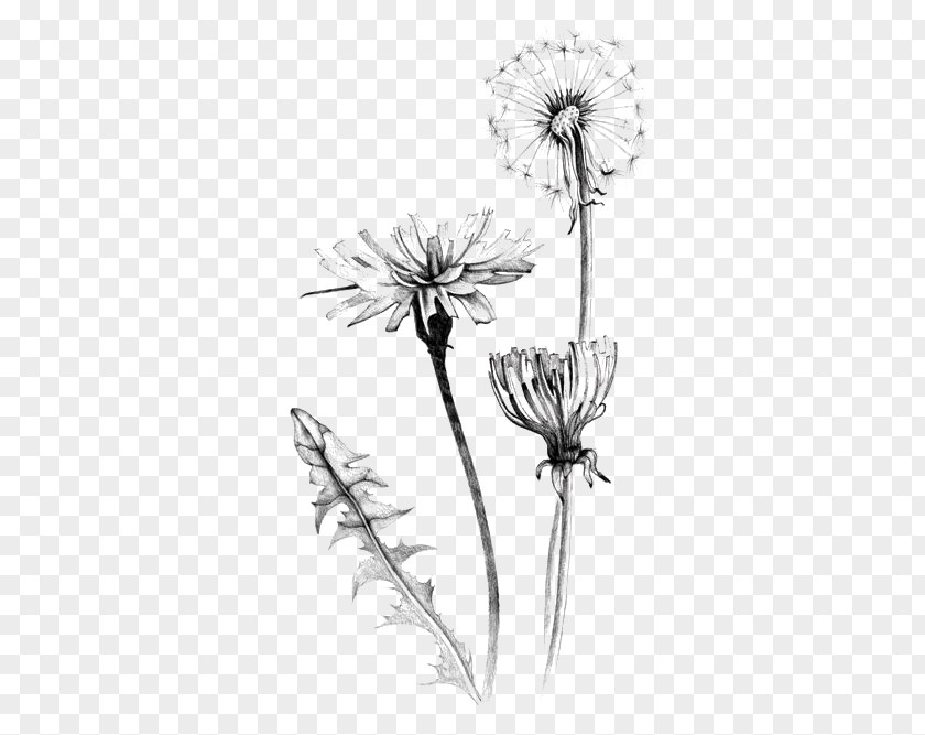 Dandelion Common Drawing Botanical Illustration Art PNG