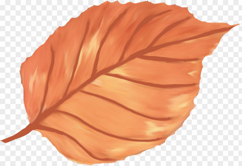 Pink Leaf Paper Petal PNG