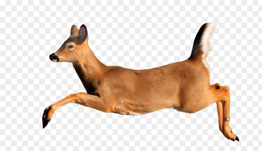 Deer Ungulate Animal Gazelle PNG