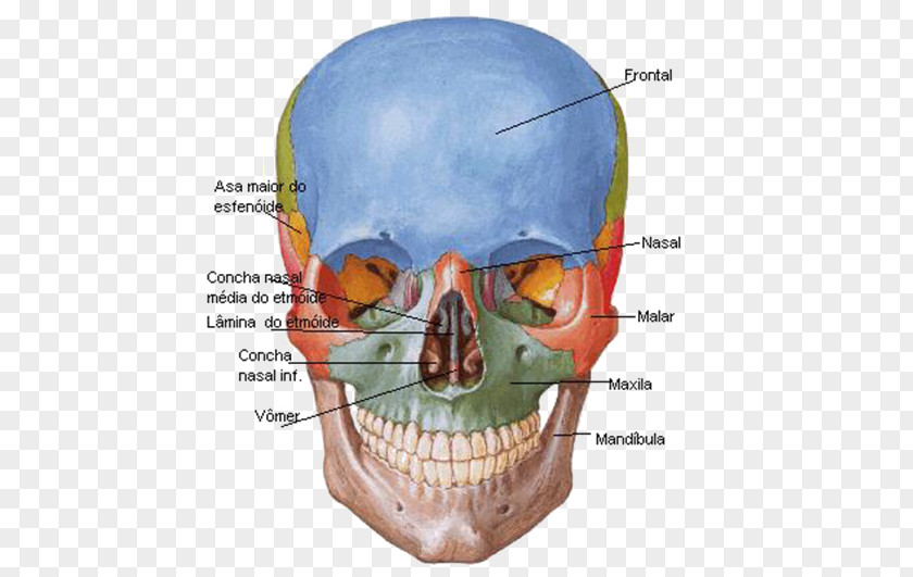 FIGURA HUMANA Frontal Bone Skull Sphenoid Anatomy PNG