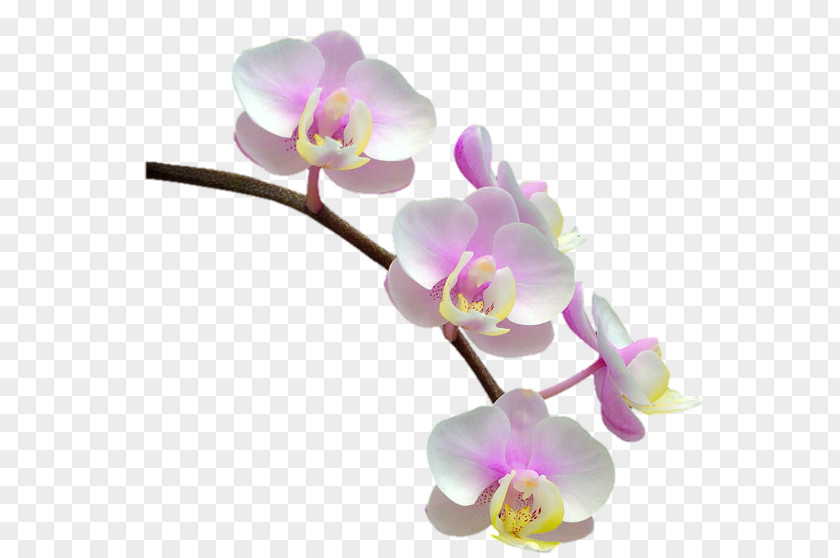 Flower Phalaenopsis Equestris Orchids PNG