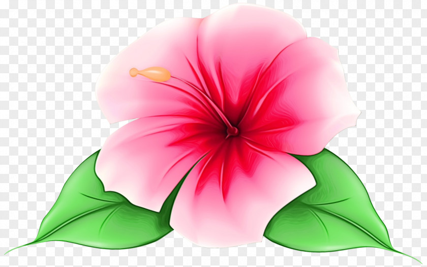 Impatiens Morning Glory Pink Flower Cartoon PNG