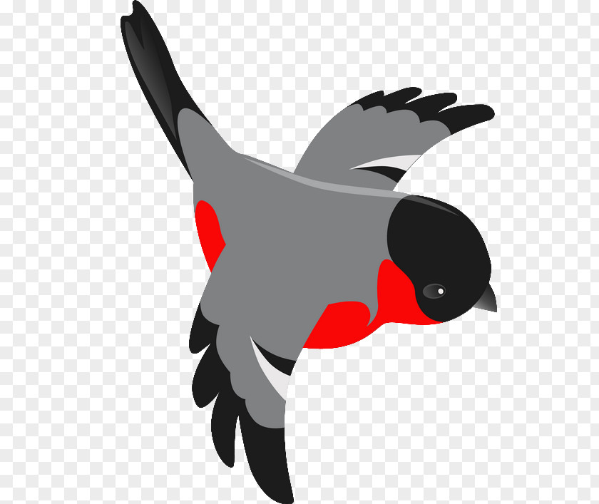 Bird Eurasian Magpie Chicken Clip Art PNG