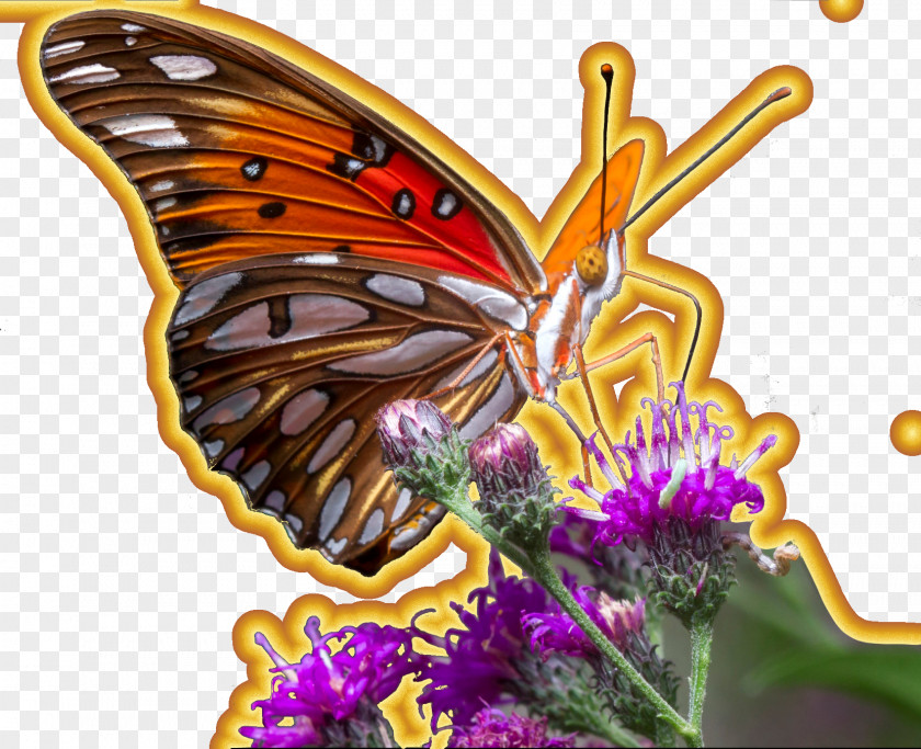 Cookie Insect Monarch Butterfly Gulf Fritillary Pollinator PNG