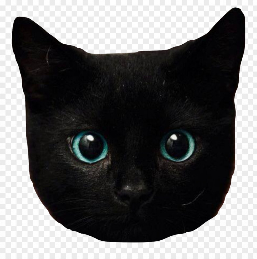 Kitten Eye Black Cat Bombay British Longhair PNG
