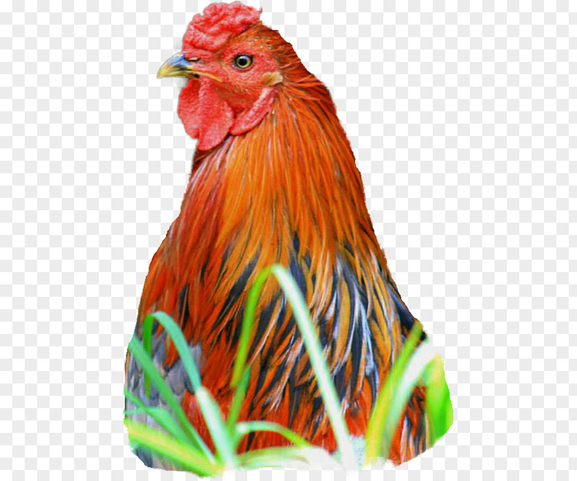 Pamela Rooster Beak Feather Chicken As Food PNG
