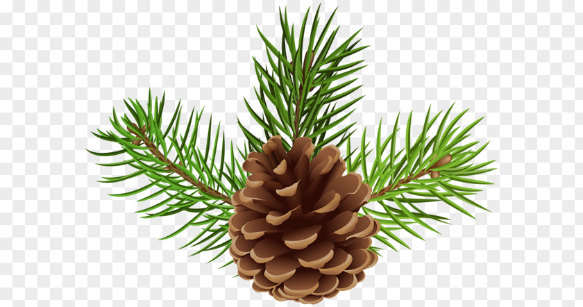 Pinecone Border Conifer Cone Clip Art Image Royalty-free PNG
