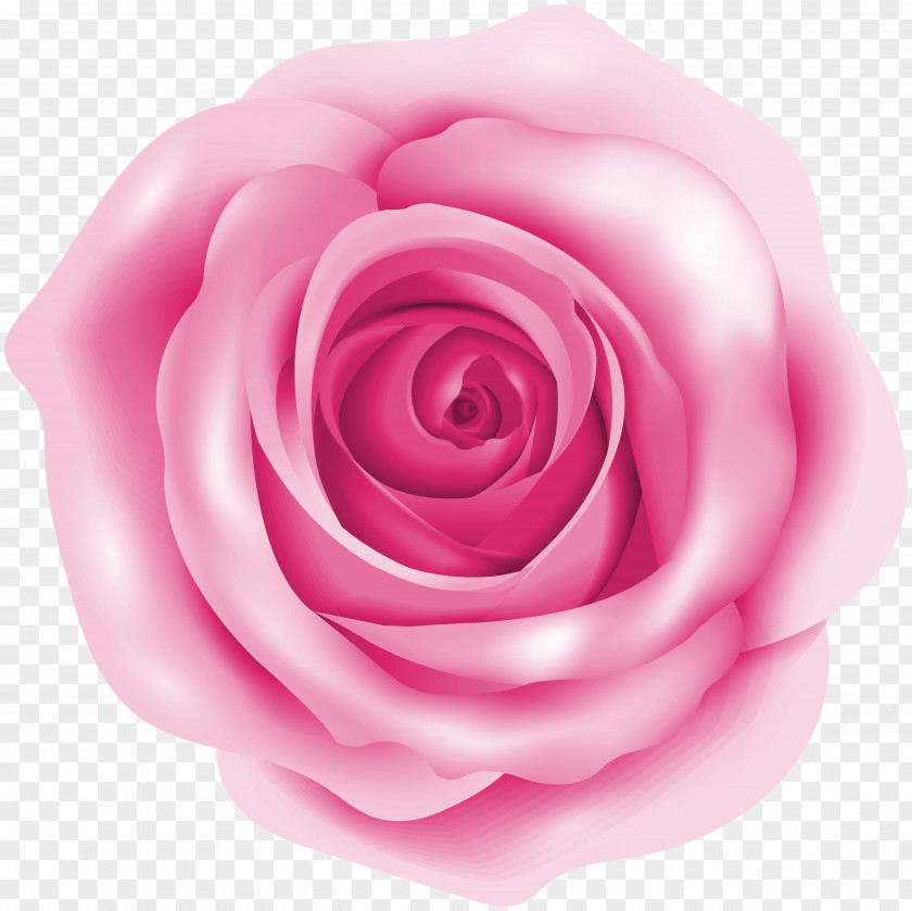 Pink Rose Clip Art Image PNG