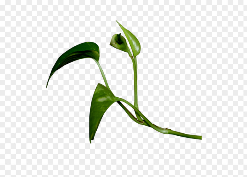 Spring Green Leaves Blog ICO Google Images Icon PNG