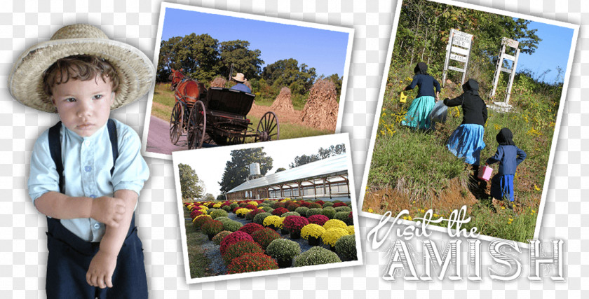 Tree Vacation Tourism Collage Amish PNG