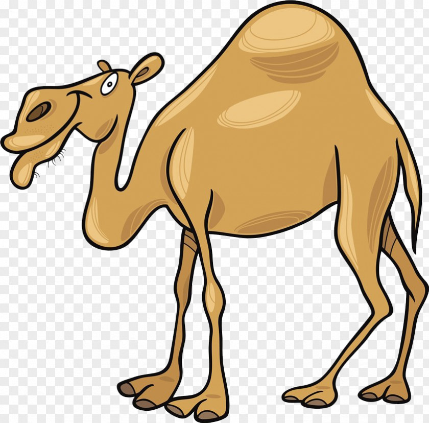 A Cartoon Camel Dromedary Clip Art PNG