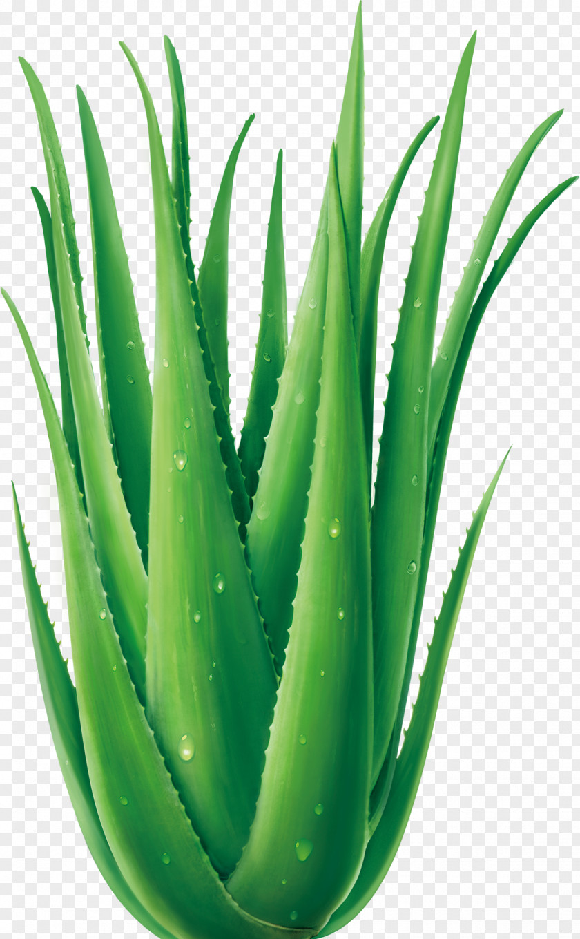 Aloe Vera Euclidean Vector Plant PNG