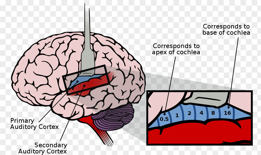 Brain Auditory Cortex System Cerebral Sensory PNG