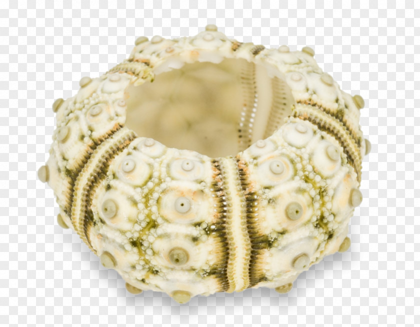Eacles Imperialis Sea Urchin Phyllacanthus Housing Thin-shell Structure PNG