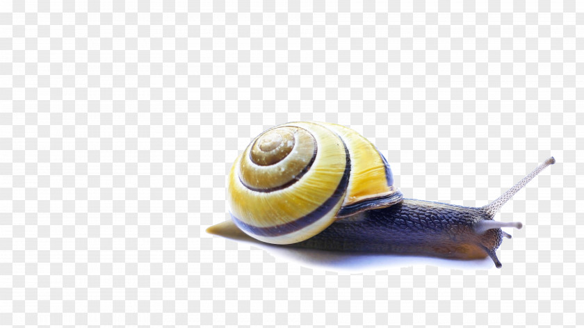 Snail Video Servers Carlo Tuzza Computer PNG