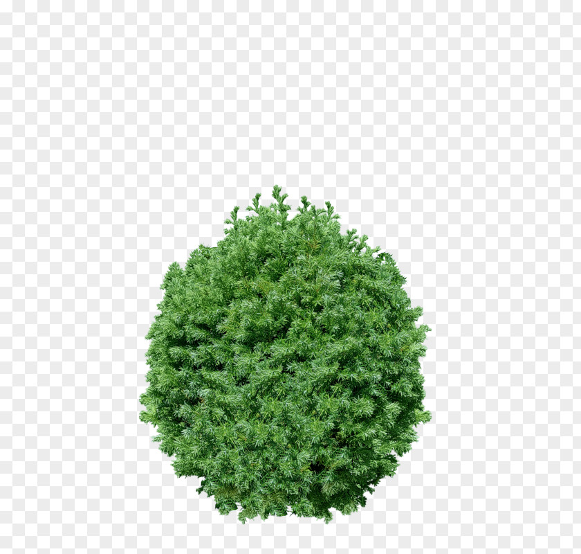 Tree Clip Art PNG