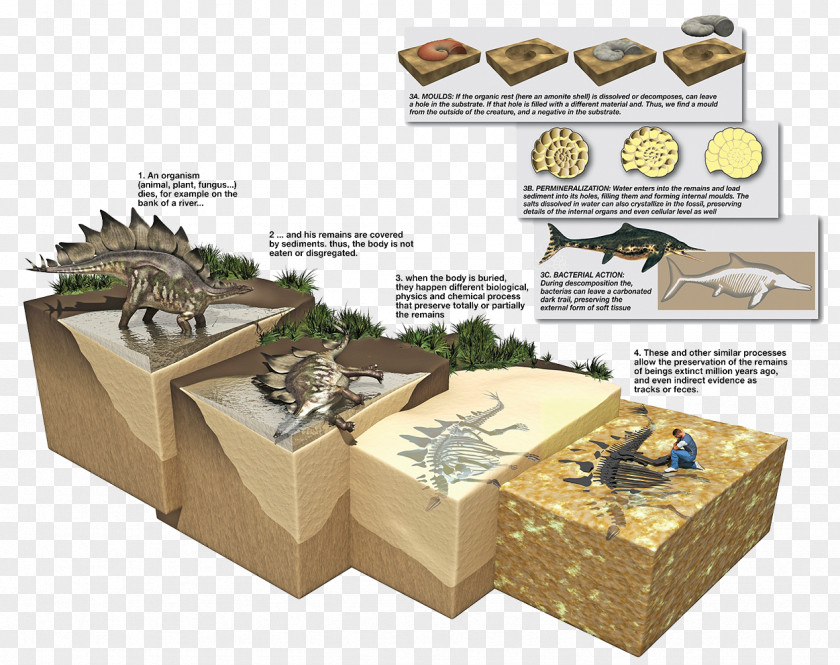 Cretaceous Dinosaur Fossils Stegosaurus Fossilization In Adult Second Language Acquisition PNG
